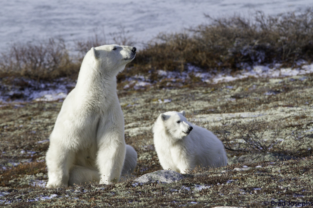 Polar bears in Churchill, MB.