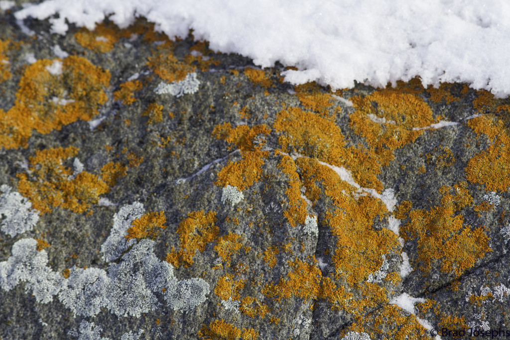 Lichen on the rocks in Churchill.