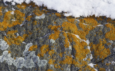 Why Lichens are so Likeable