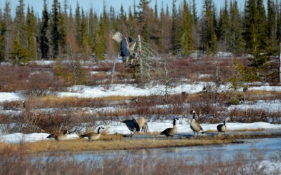 Churchill Sunday Photo – Sandhill Cranes