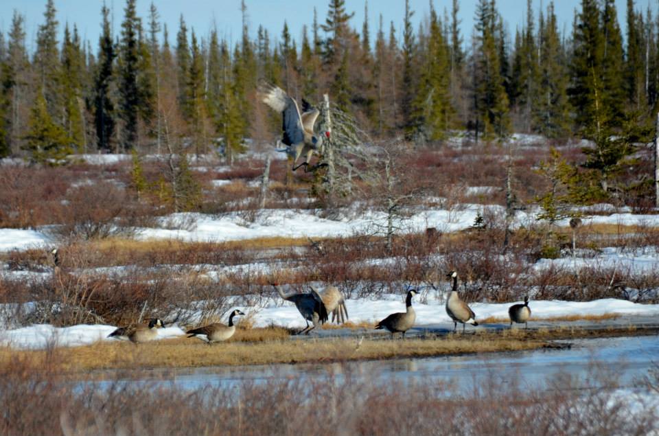Sandhill cranes in Churchill, Manitoba