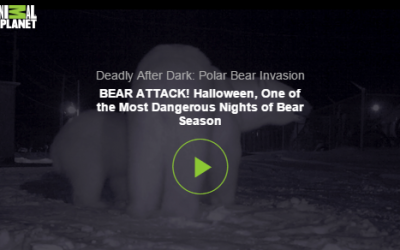 Churchill Video of the Week – Polar Bear Attack on Halloween 2013