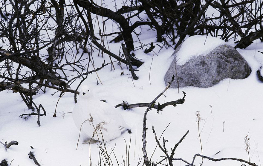 Willow ptarmigan