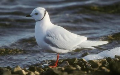 Ross’s Gull sighted in Churchill After five Years