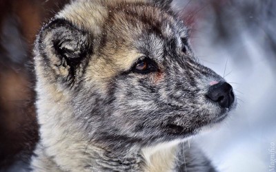 Churchill Sunday Photo