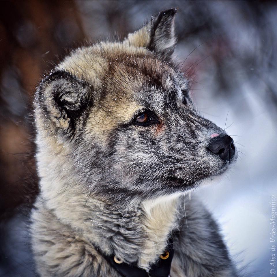 Churchill husky sled dog.