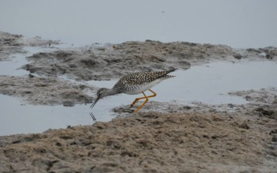 Churchill Sunday Photos – Birds Galore