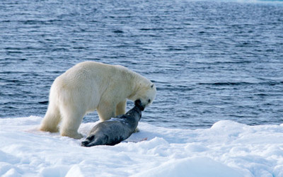 Polar Bears on Ice – The Sea(l) Ice Dilemma