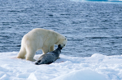 Polar bear with ringed seal kill.
