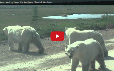 Churchill Video of the Week – Polar Bear Mom and Cubs
