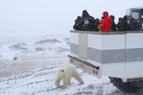 Polar bear and polar rover.
