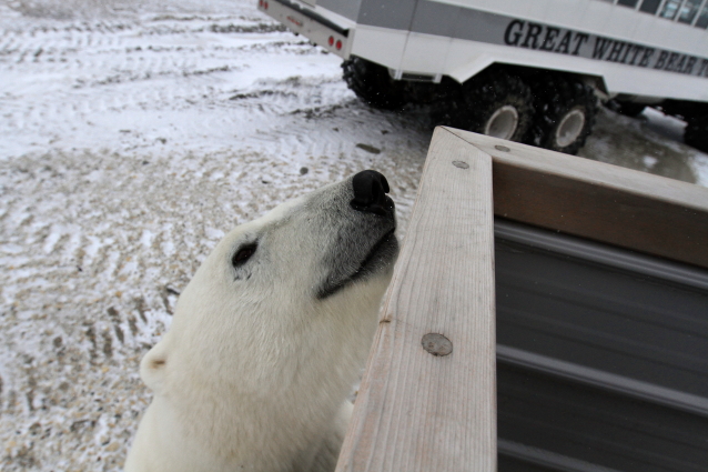 Polar bear and polar rover.