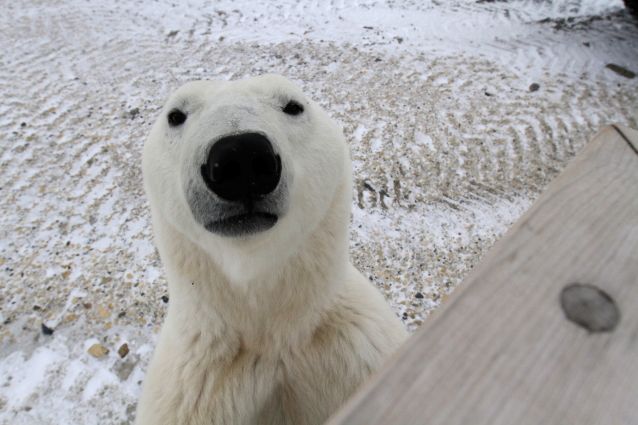 polar bear churchill.