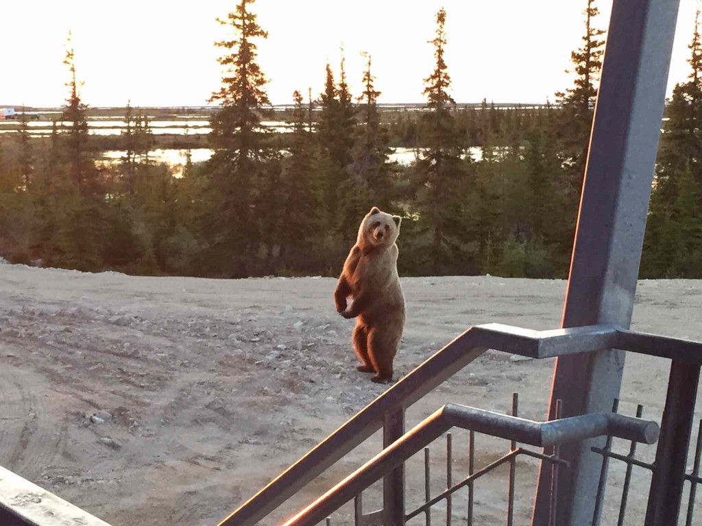 Grizzly bear outside Churchill Northern Studies Center, Churchill, MB