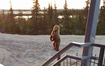 Grizzly Bear Sighted Near Churchill
