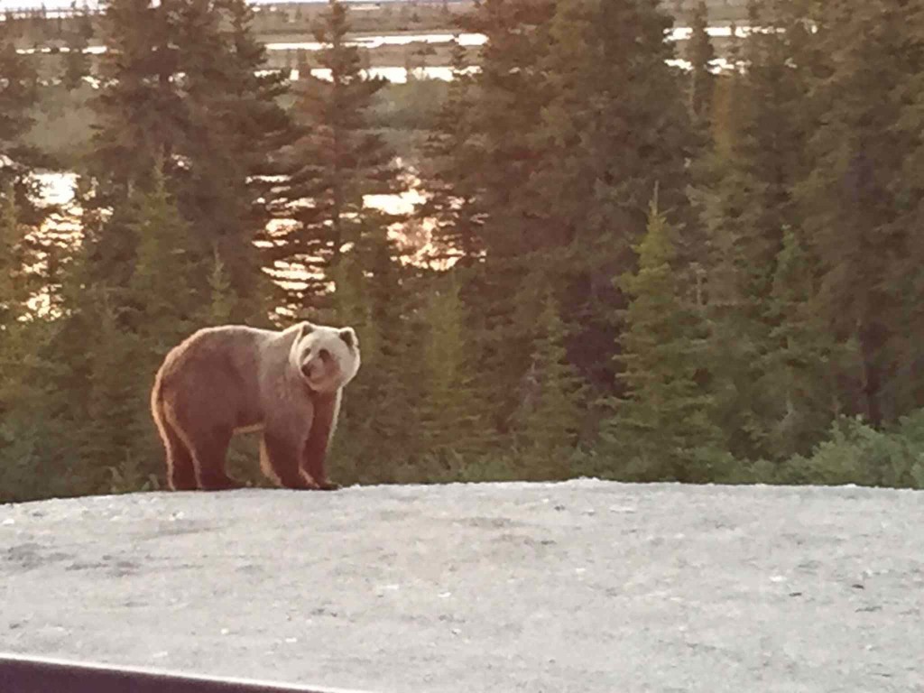 Grizzly near Churchill, MB