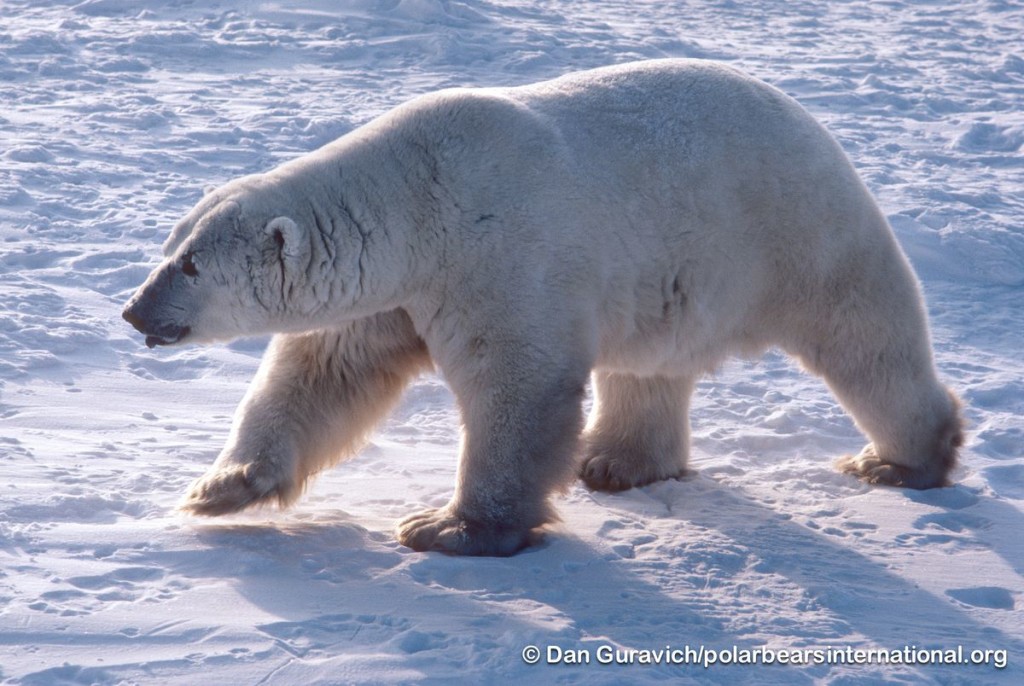 Largest polar bear photo.