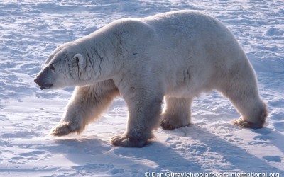 Churchill Photo of the Week