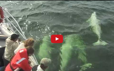 Churchill Video of the Week – Beluga Whales