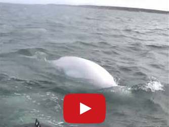 Churchill Video of the Week –  No Limits for Curious Beluga Whales