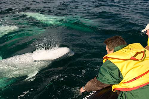 Beluga whale in the Churchill River