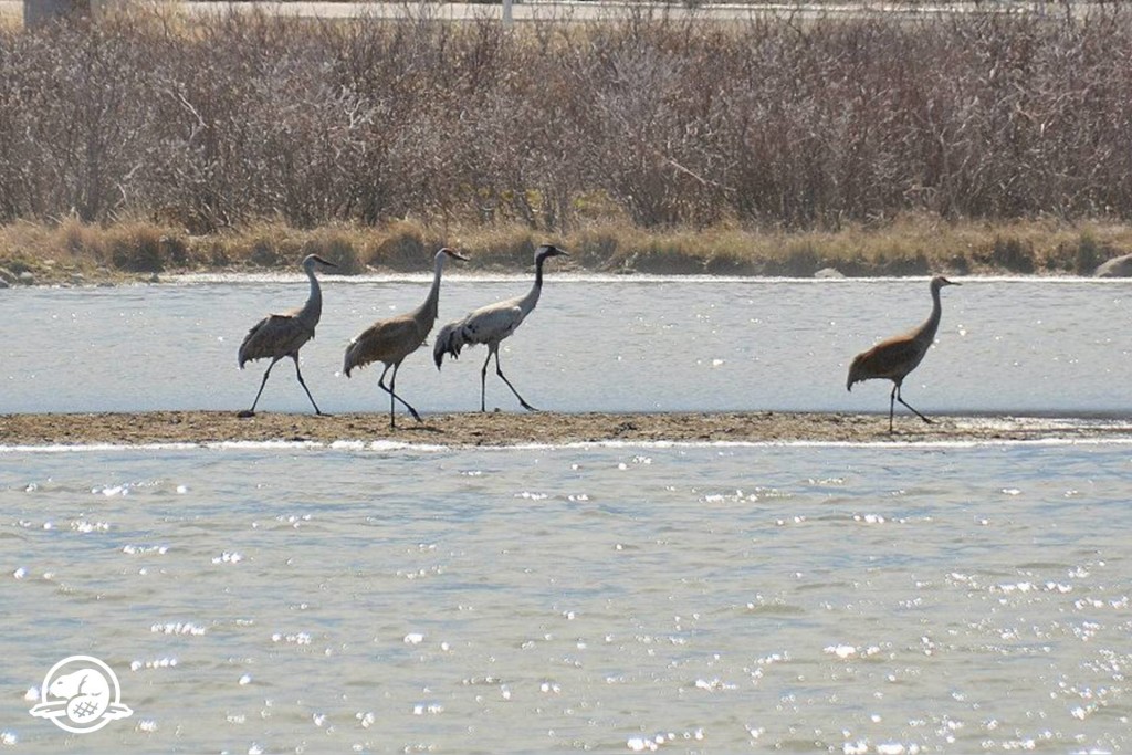 common crane in Churchill