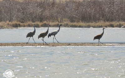 Common Crane Makes Rare Appearance in Churchill