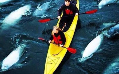 Amazing Churchill Beluga Whale Photograph