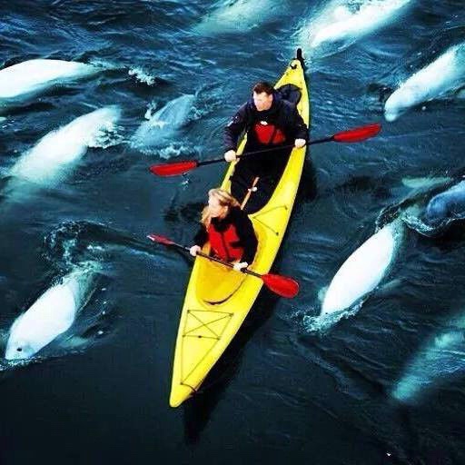 kayakers, belugas and sea north tours