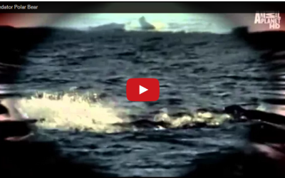 Churchill Video of the Week – Polar Bears