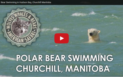 Churchill Video of the Week – Polar Bear Swimming
