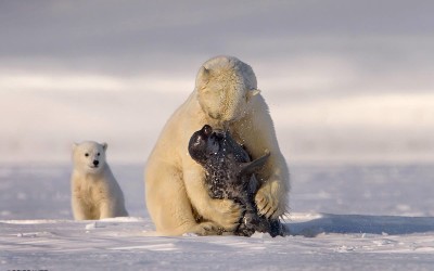 Amazing Polar Bear Photo