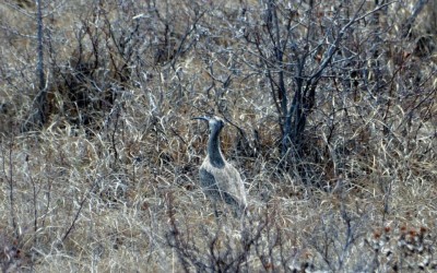 Churchill Photos of the Week – More Birds