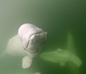 Beluga whale Churchill, Manitoba