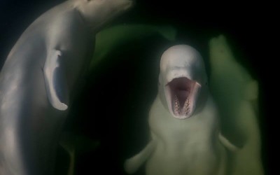 Extraordinary Talking Beluga Whales