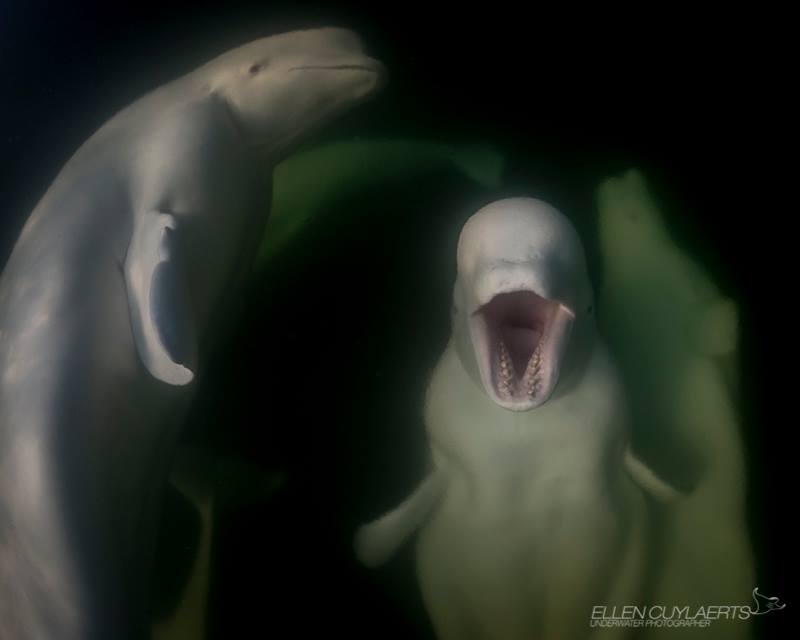 Beluga whale
