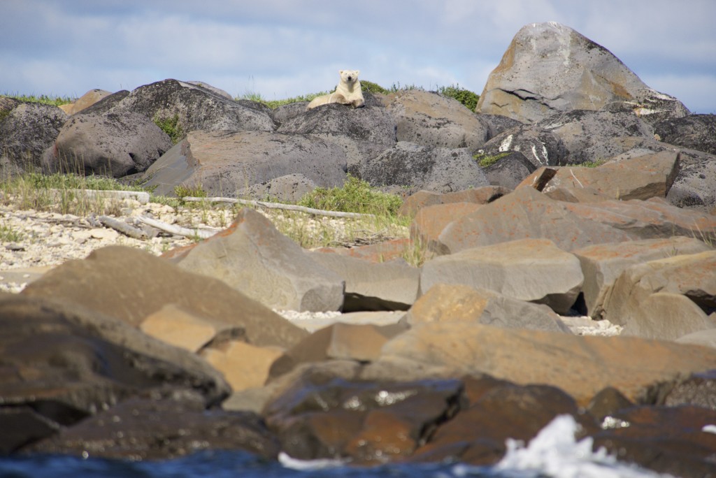Polar bear churchill