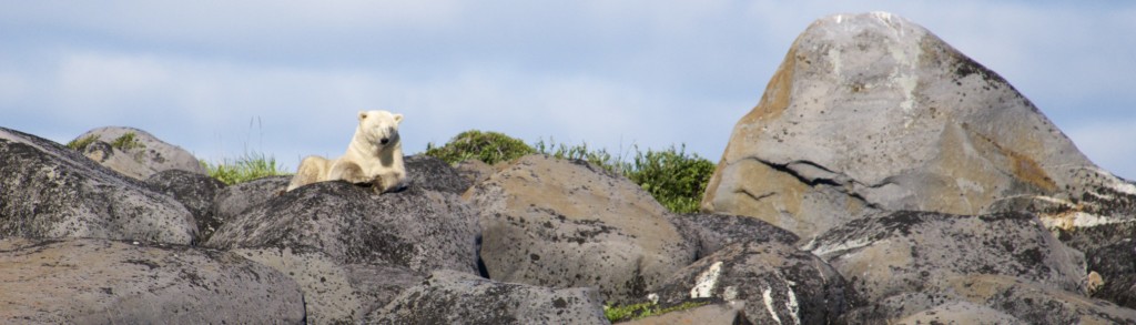 polar bear churchill, Manitoba