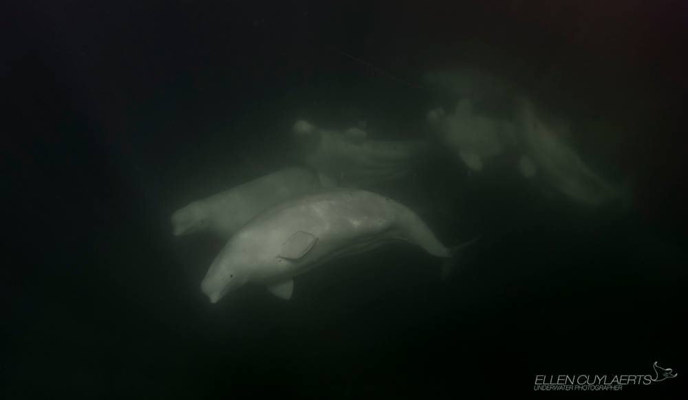 Male beluga pod in Churchill, MB