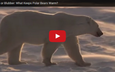 Churchill Videos of the Week – Polar Bears in Water
