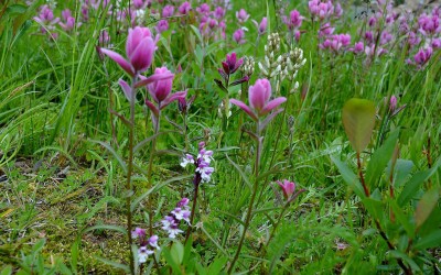 Churchill Photos of the Week – Wildflowers