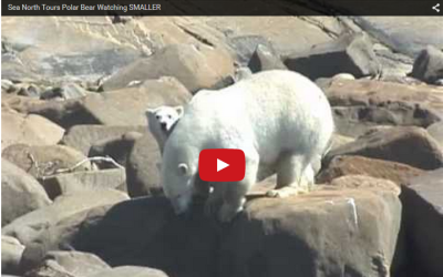 Polar Bear Video from Churchill River