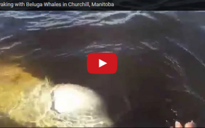 Churchill Video of the Week – Belugas