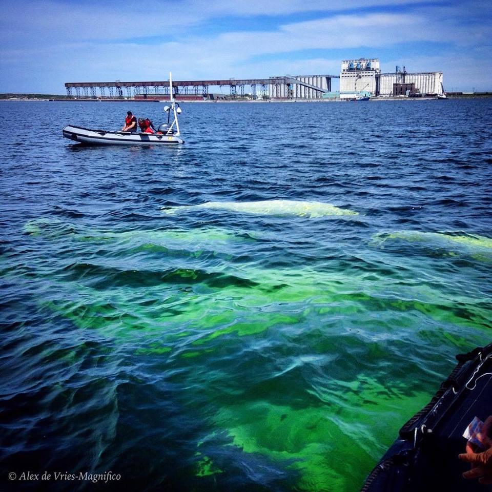 Beluga whales in Churchill river