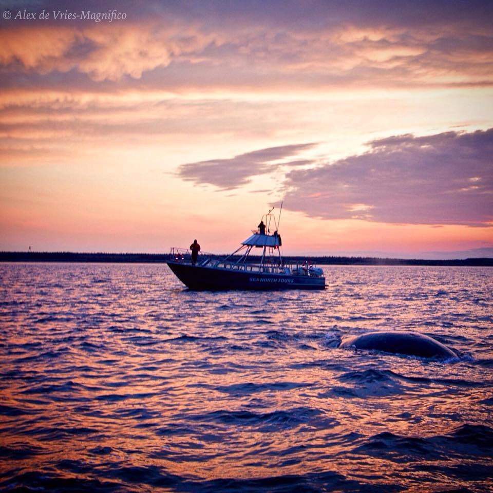 Bowhead whale churchill