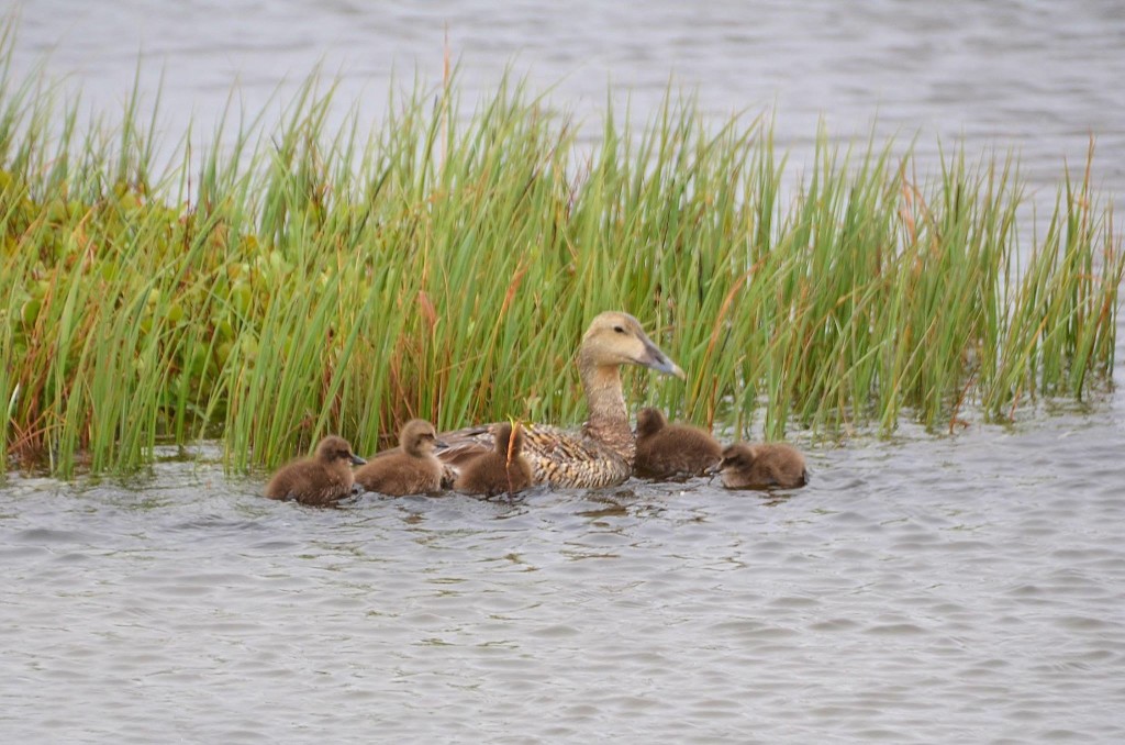 Eider duck and chicks in Churchill, MB