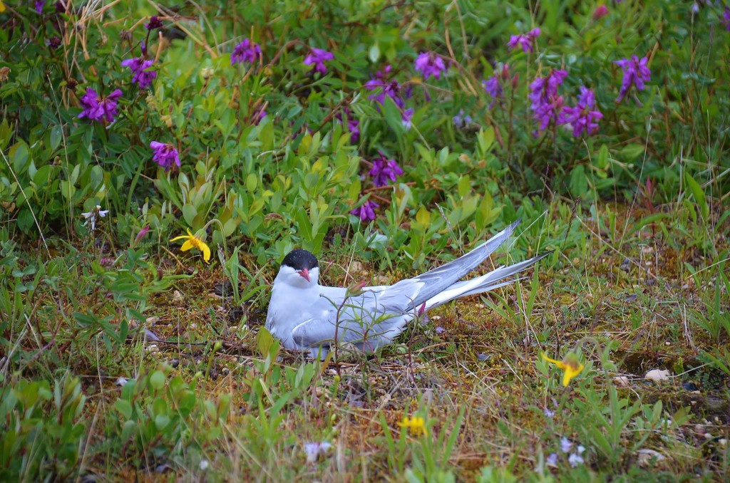 Arctic tern Churchill, MB