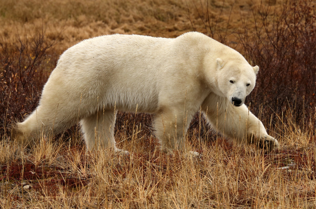 Polar bear churchill, Manitoba