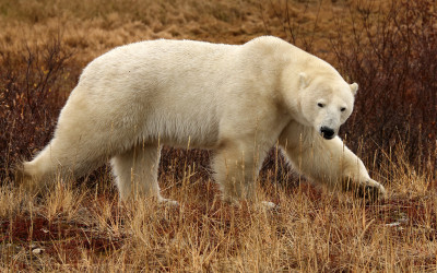 Polar Bear Stats – Churchill Summer