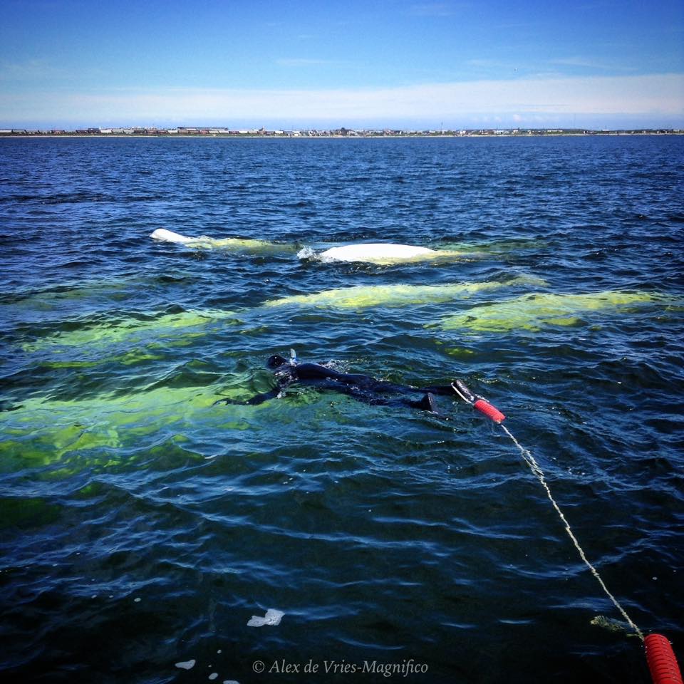 snorkel with belugas ADVM 2